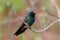 Broad-billed Hummingbird (Cynanthus latirostris)