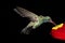 Broad-billed Hummingbird (Cynanthus latirostris)