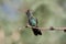 Broad-billed Hummingbird (Cynanthus latirostris)