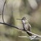 Broad-billed Hummingbird Cynanthus latirostris