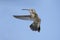 Broad-billed Hummingbird (Cynanthus latirostris)