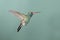 Broad-billed Hummingbird hovering