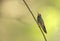 Broad-billed Hummingbird portrait