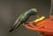Broad-billed Hummingbird at Sugar Water Feeder