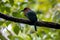 Broad-billed motmot, Electron platyrhynchum