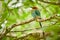 Broad-billed Motmot, Electron platyrhynchum beautiful coloured bird sition on a branch. Wildlife animal from Costa Rica.