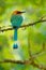 Broad-billed Motmot, Electron platyrhynchum, portrait of nice big bird wild nature, beautiful coloured forest background, art view