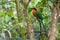 Broad Billed Motmot, Mindo Cloud Forest, Ecuador