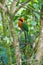 Broad Billed or Rufous Motmot, Mindo, Ecuador