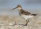 The broad-billed sandpiper Calidris falcinellus