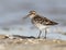 The broad-billed sandpiper Calidris falcinellus close up portrait.