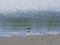 Broad-billed Sandpiper, Limicola or Calidris falcinellus small shorebird at sea shoreline portrait, selective focus