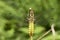 Broad-bodied Chaser dragonfly , female / Libellula depressa