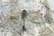 Broad-bodied chaser, dragonfly insect on the stone background