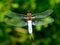 Broad-bodied chaser, Libellula depressa