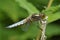 Broad-bodied Chaser - Libellula depressa