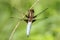 Broad-bodied Chaser (Libellula depressa)