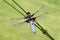 Broad-bodied chaser, Libellula depressa