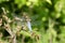 Broad-bodied Chaser, Libellula depressa