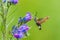 Broad-bordered bee hawk-moth Hemaris fuciformis, feeding on purple flowers