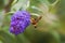 Broad-bordered bee hawkmoth