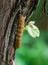 Broad Bordered Yellow Underwing moth caterpillar Noctua fimbriata sitting on grape trunk. Close-up of big brown caterpillar