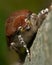 Broad-bordered yellow underwing moth, Noctua fimbriata