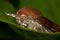 Broad-bordered yellow underwing moth, Noctua fimbriata