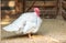 Broad breasted white turkey in a barn