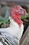 Broad Breasted White Turkey located at the Phoenix Zoo, located in Phoenix, Arizona, United States