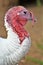 Broad Breasted White Turkey located at the Phoenix Zoo, located in Phoenix, Arizona, United States