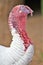 Broad Breasted White Turkey located at the Phoenix Zoo, located in Phoenix, Arizona, United States