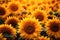 A broad expanse of sunflowers fills a picturesque field, creating a stunning display of vibrant yellows, An intimate close up view