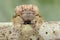 Broad-headed bark spider , Caerostris sp..Broad-headed bark spider Caerostris sp.