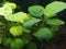 broad leaf anubias plant in aquarium