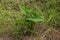 Broad leaf arrowhead plant in the wetlands