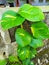 Broad leaf ivory betel plant