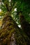 Broad leaf Maple tree in Pacific rainforest.