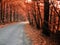 Broad leaf tree forest with curved asphalt road at autumn / fall daylight