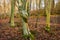 A broad leaf tree with a knot twist on its trunk in a fall woodland