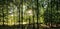 Broad leaf trees forest with green backlit leafs at summer daylight