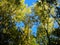 Broad leaf trees with green backlit leafs and blue sky on background at summer daylight