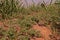 Broad leave weed infestation in sugarcane field