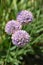 Broad-leaved chives