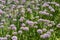 Broad-leaved chives