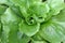 Broad-leaved Endive Salad leaves