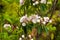 Broad-leaved Kalmia latifolia berglorbeer, HeatherEricaceae family, pink flowers.