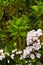 Broad-leaved Kalmia latifolia berglorbeer, HeatherEricaceae family, pink flowers.