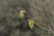 Broad-leaved lime, Tilia platyphyllos