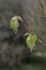 Broad-leaved lime, Tilia platyphyllos